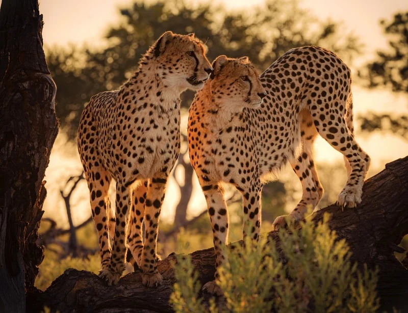 Golden Hour Cheetahs