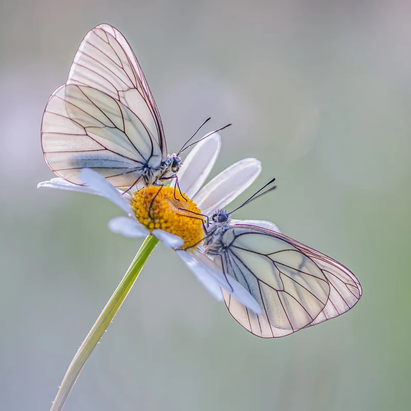 White Butterflies on Daisy