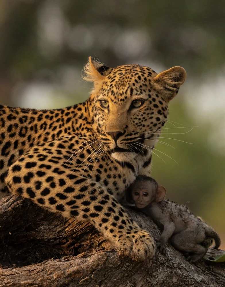 Leopard and Baby Monkey