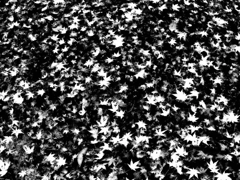 Stark Leaf Pattern