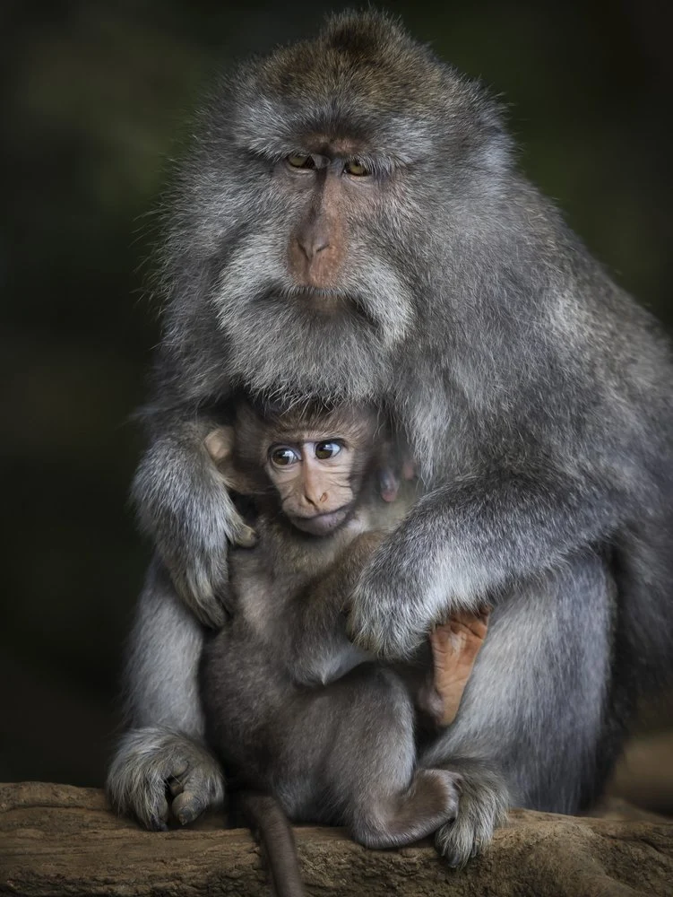 Monkey Mother And Child