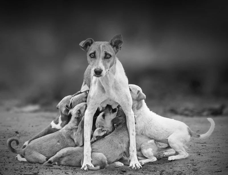 Mother Dog Nursing Puppies