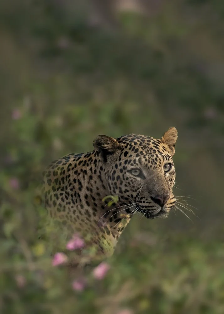 Jungle Leopard Gaze