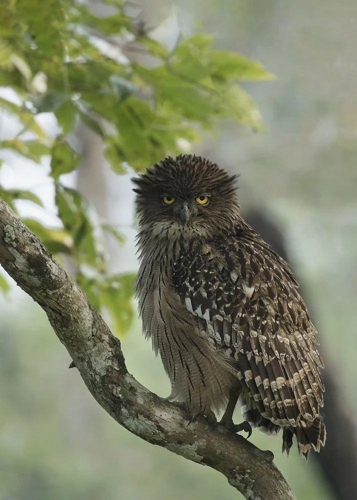 Intense Watchful Owl