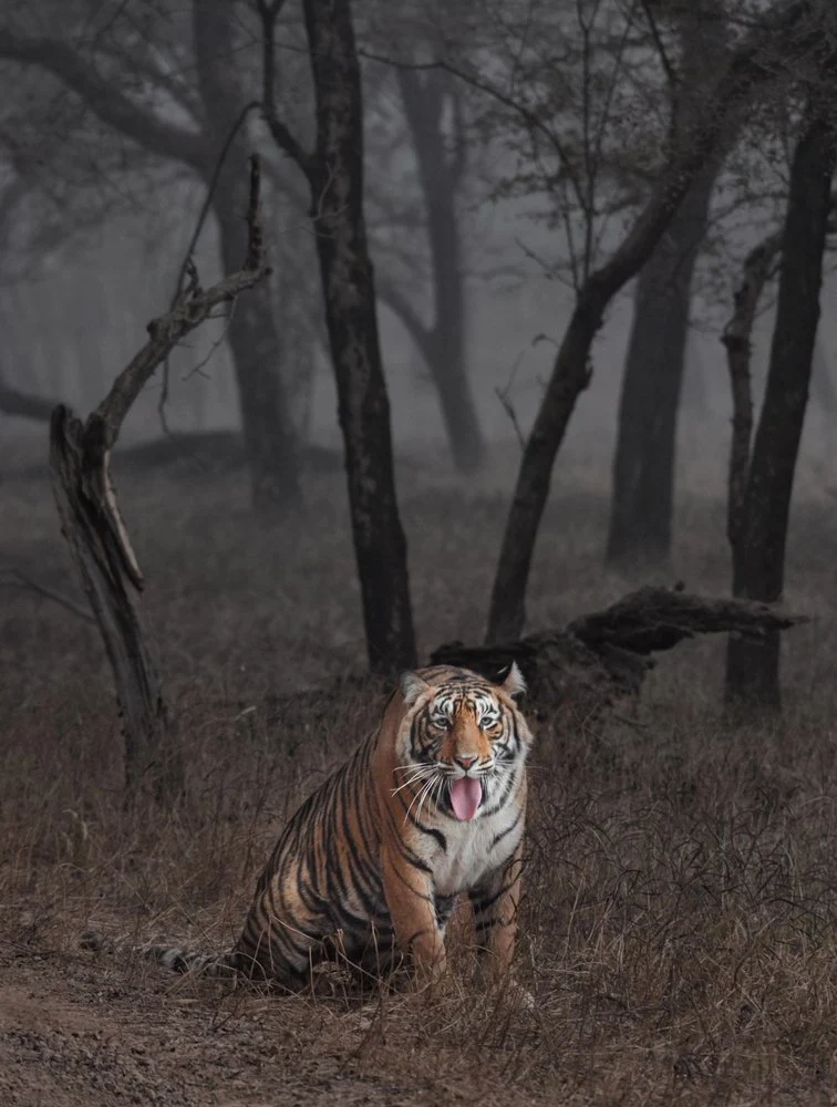 Misty Jungle Tiger