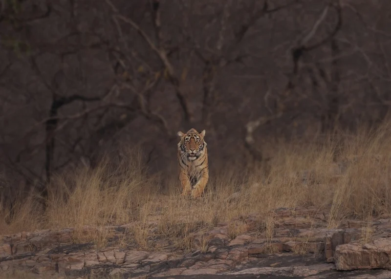 Bengal Tiger Walk