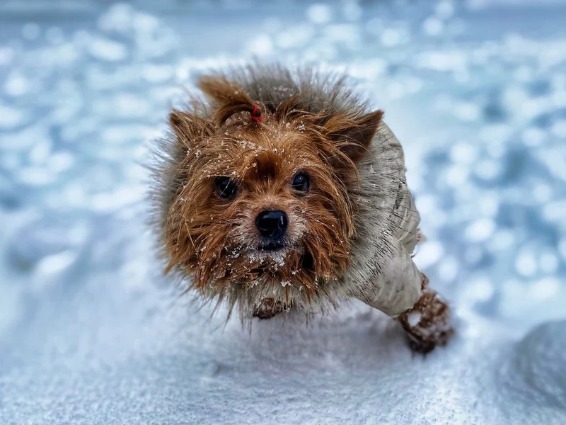 Adorable Dog In Snow