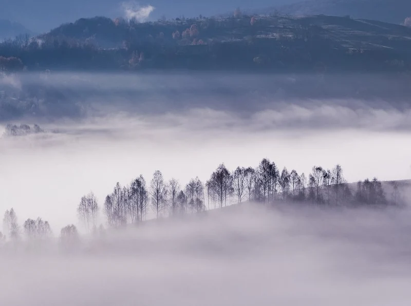 Misty Valley Trees