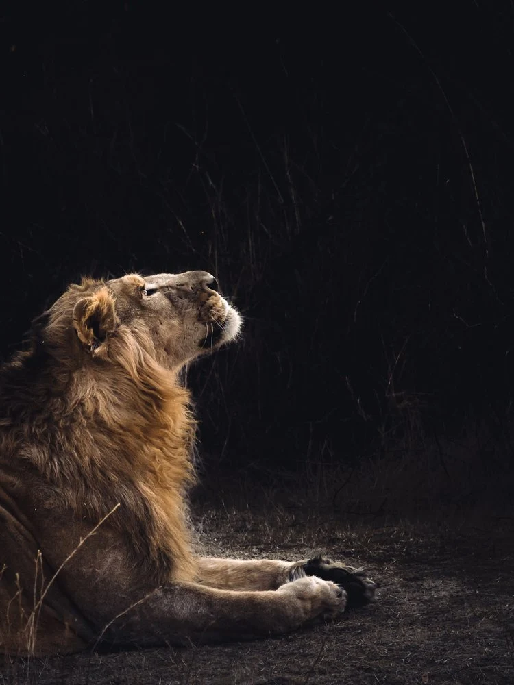 Majestic Lion Looking Up