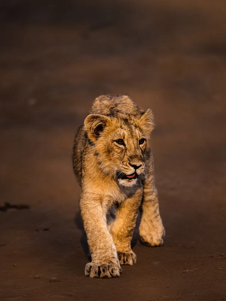 Curious Lion Cub