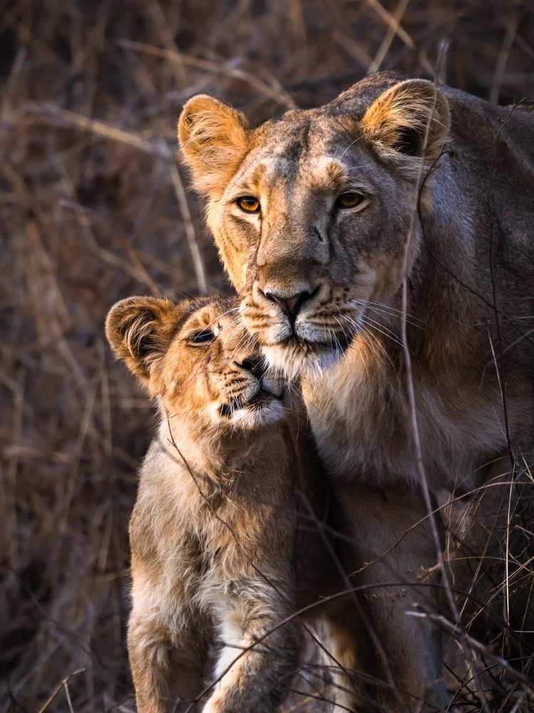 Tender Lioness Cub