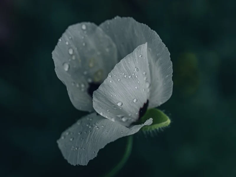Dewy White Poppy