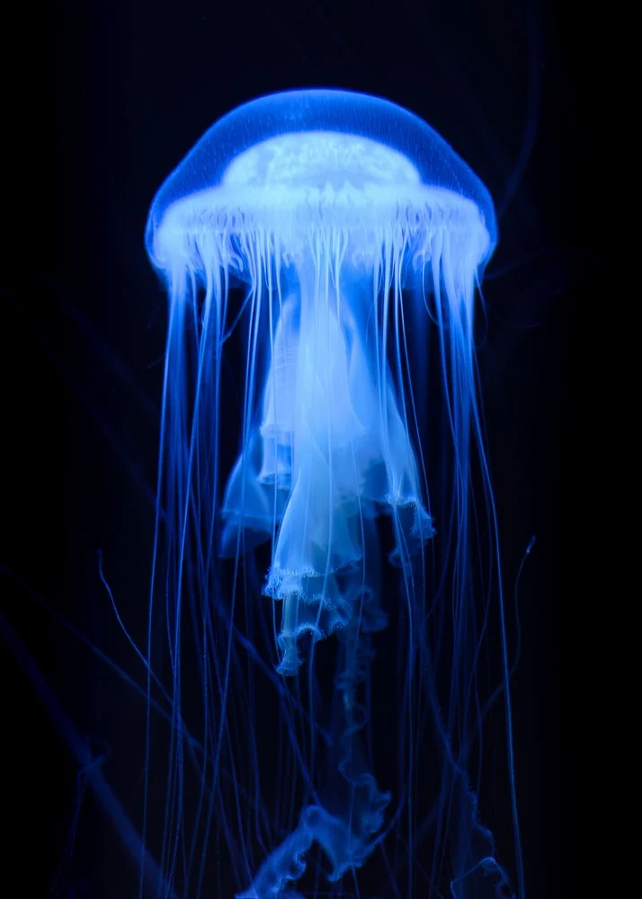 Electric Blue Jellyfish