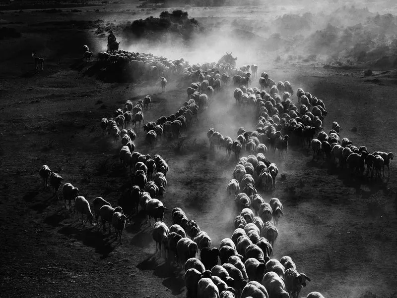 Dusty Sheep Herd