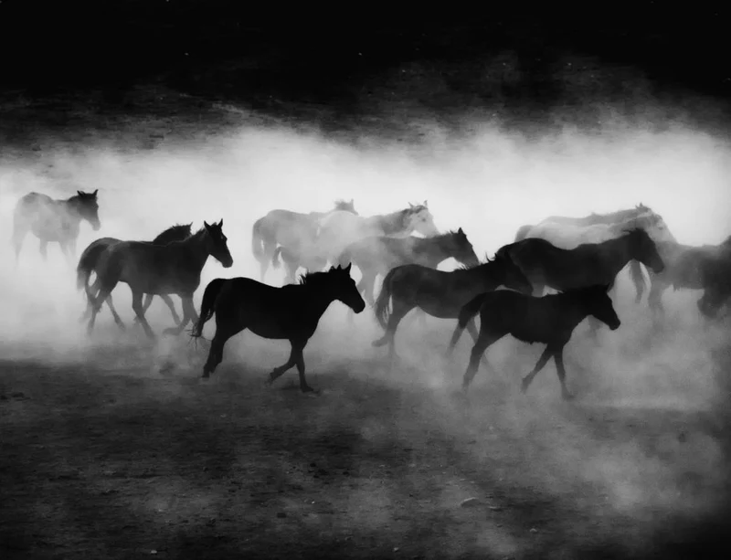 Wild Horses Running Dust