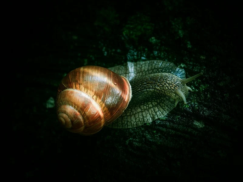 Crawling Garden Snail