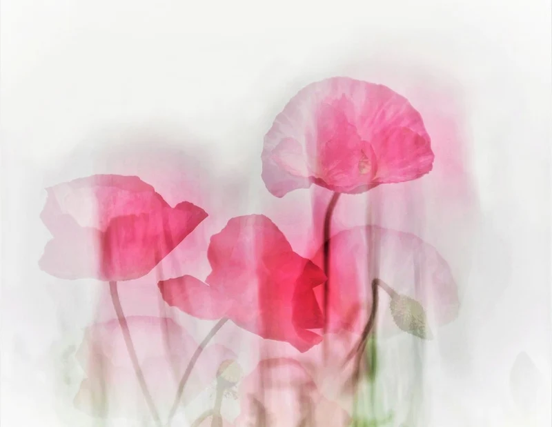 Pink Poppy Dream