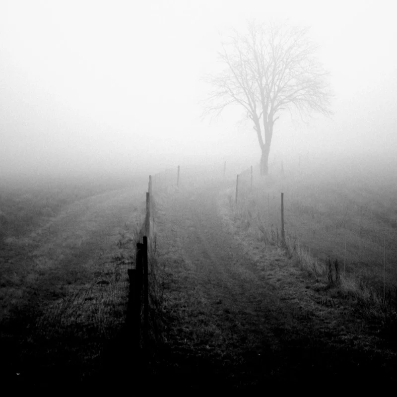 Misty Winter Path