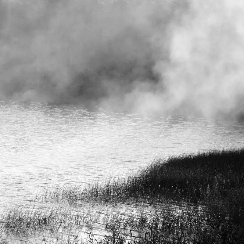 Misty Lake Reeds
