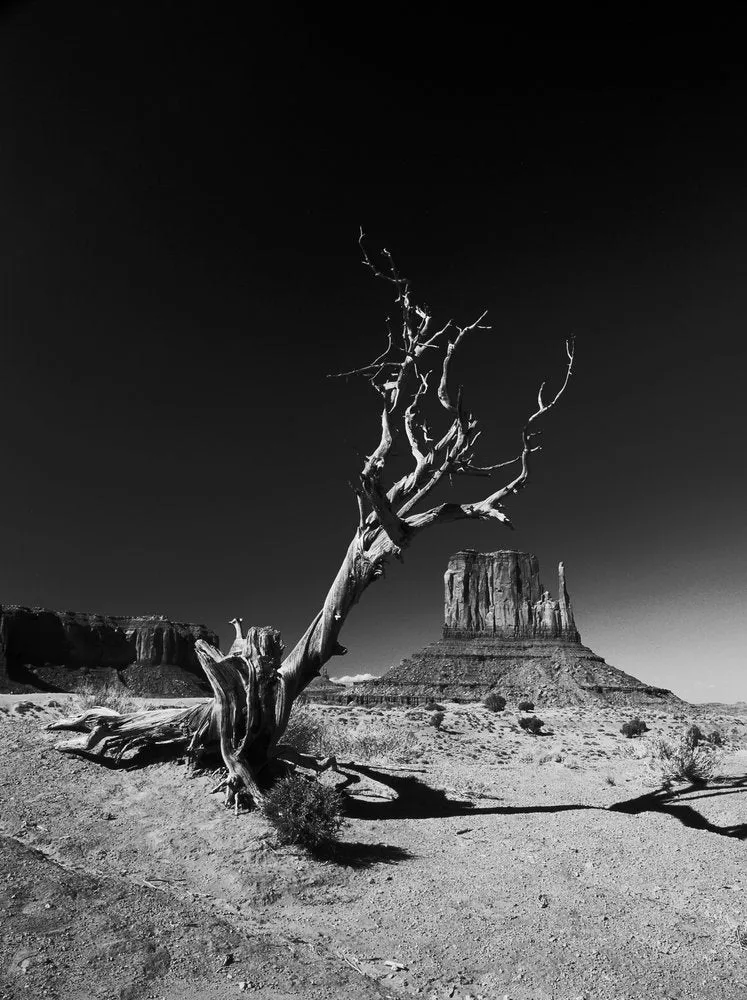 Stark Monument Valley Tree