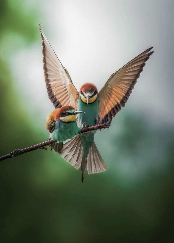 Vibrant Birds Wings Spread