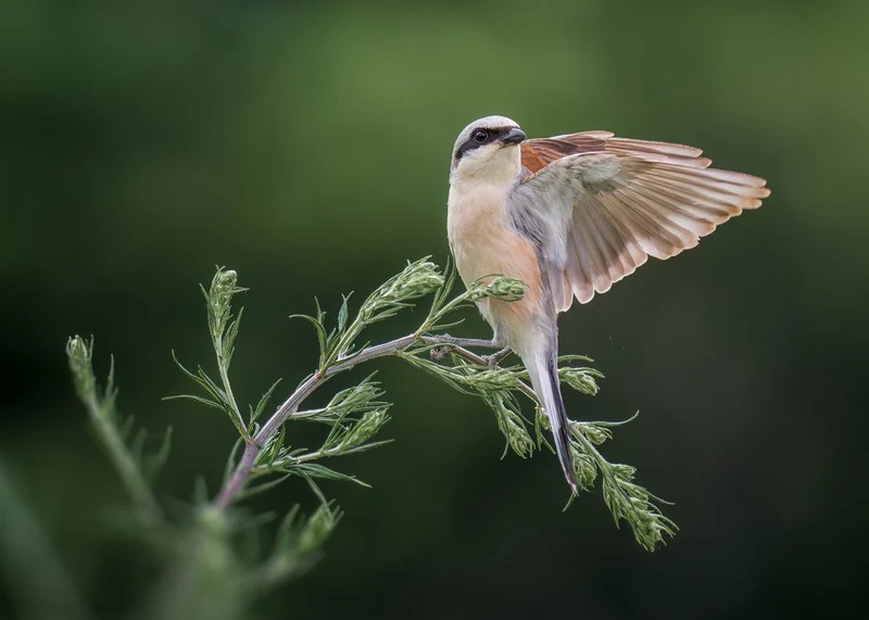 Red-backed Shrike Spreading Wings