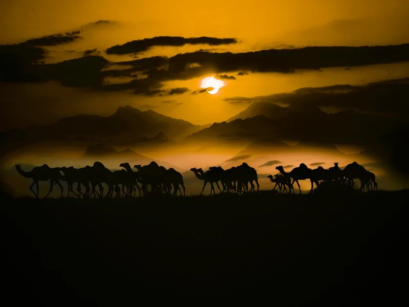 Golden Camel Caravan