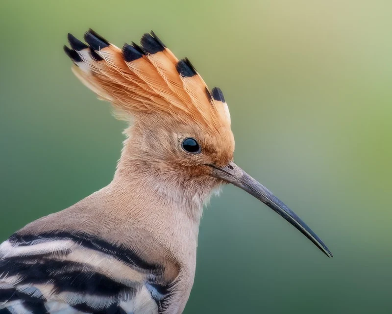 Regal Hoopoe Portrait