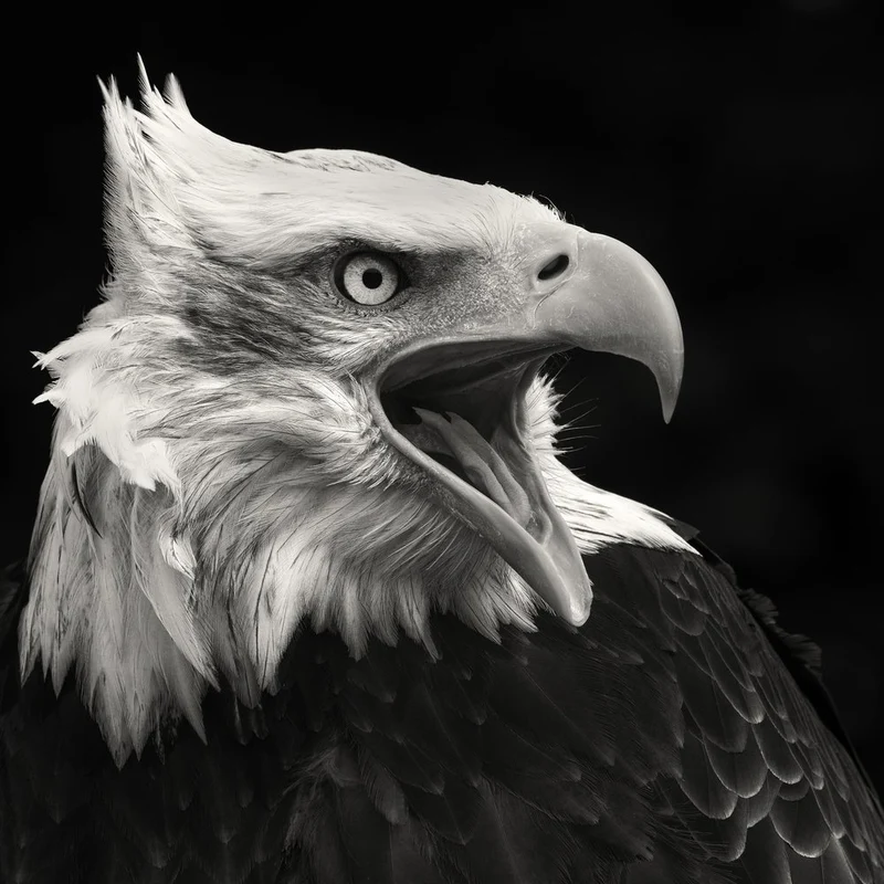 Screaming Bald Eagle