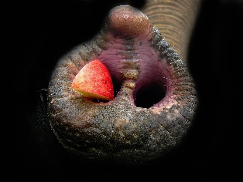 Elephant's Apple Snack