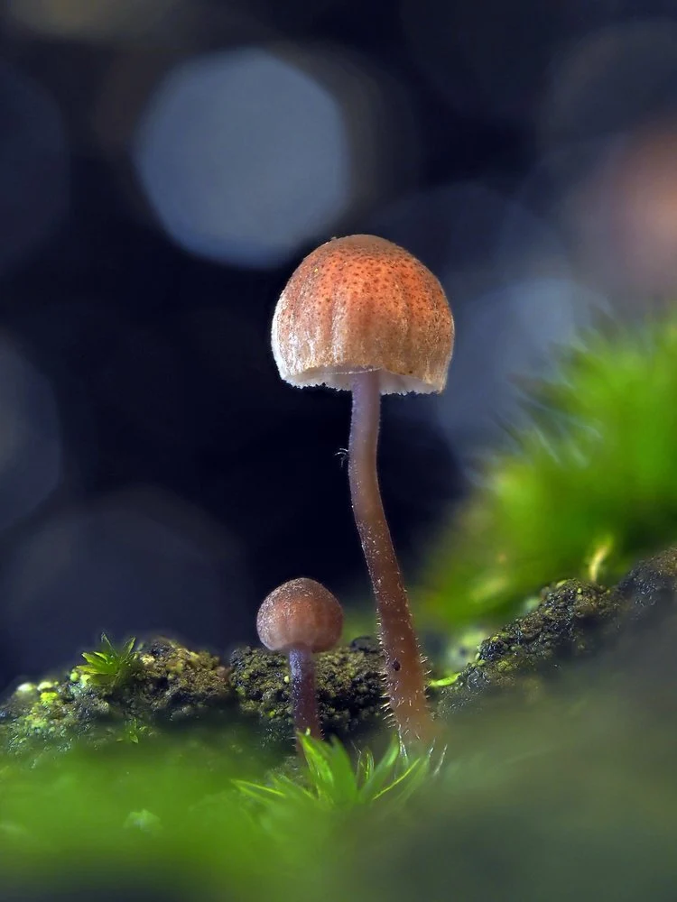 Forest Floor Mushrooms