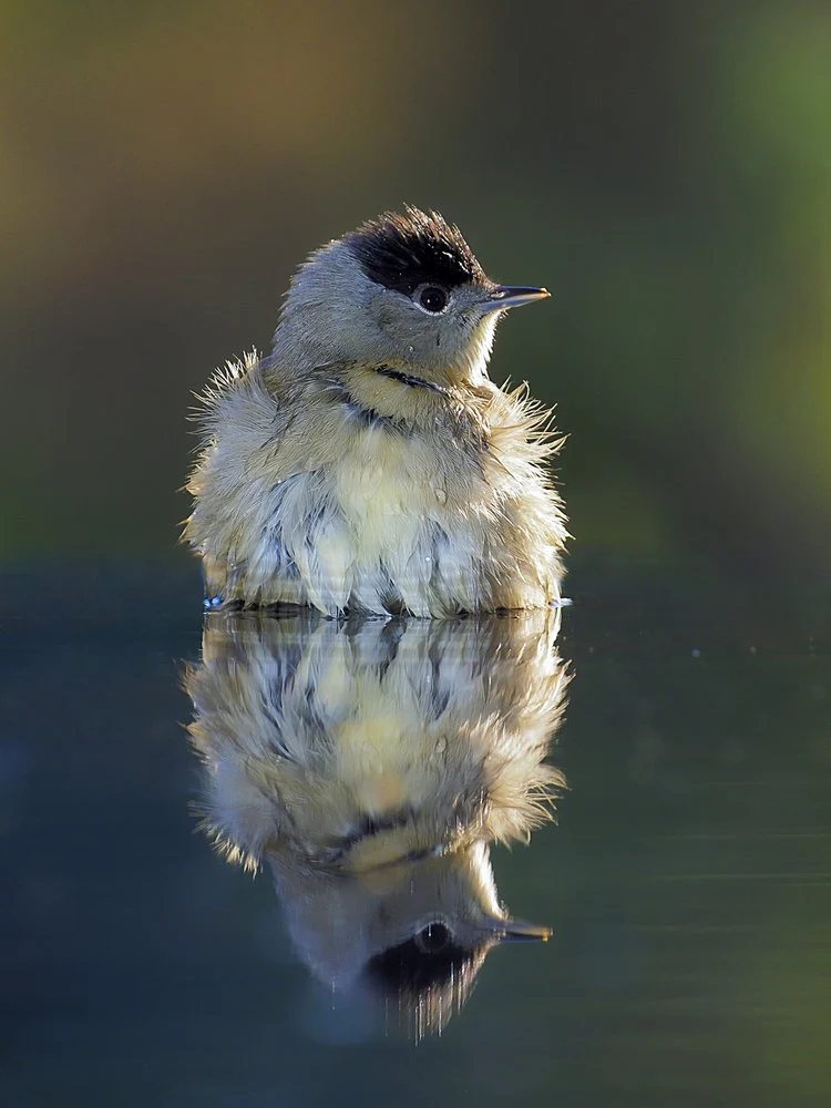 Wet Bird Reflection