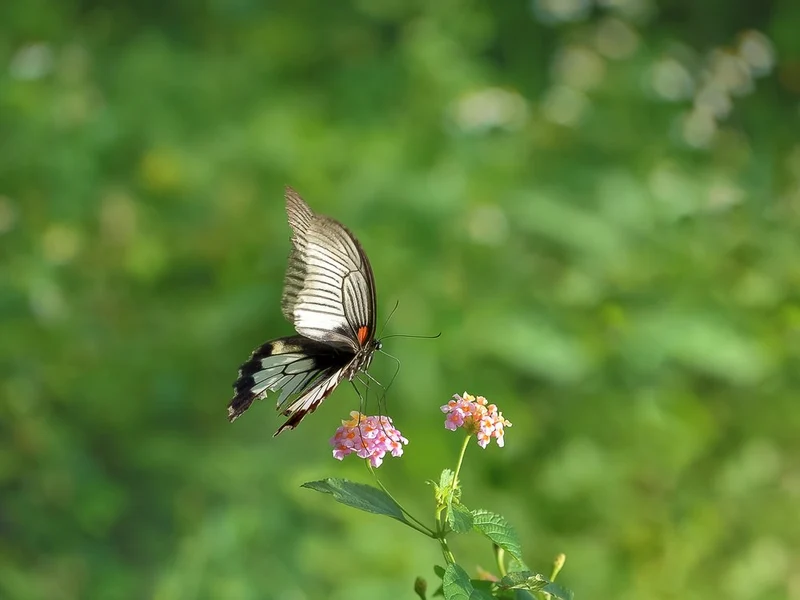Summer Garden Butterfly