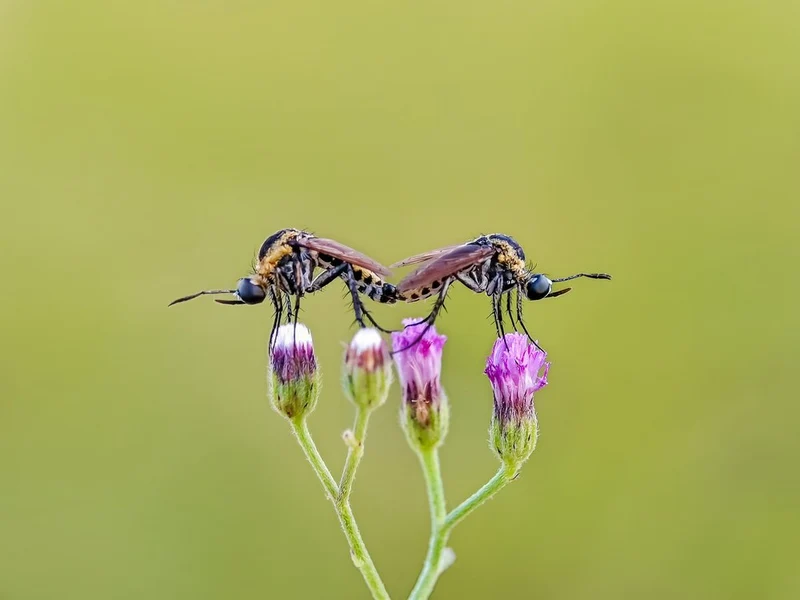 Insect Couple on Bloom