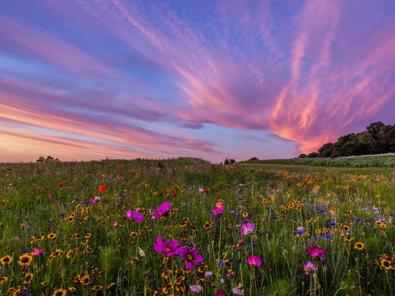 Wildflower Meadow Sunset