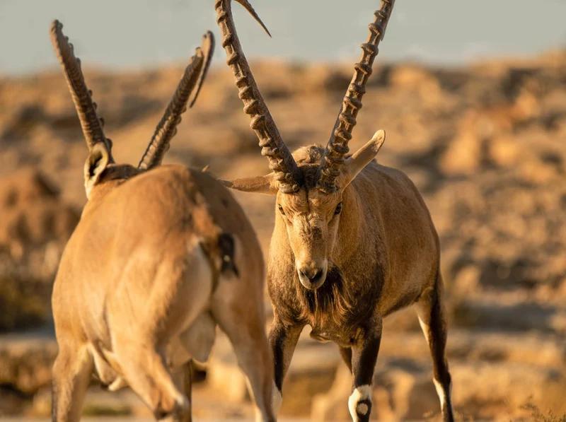 Wild Ibex Pair