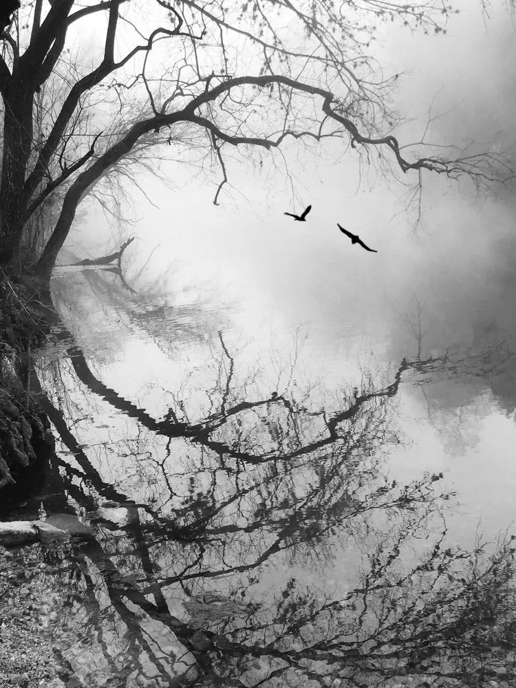 Misty Forest Reflection