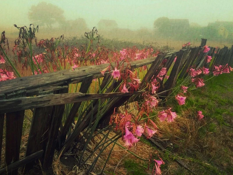 Misty Pink Flowers Fence