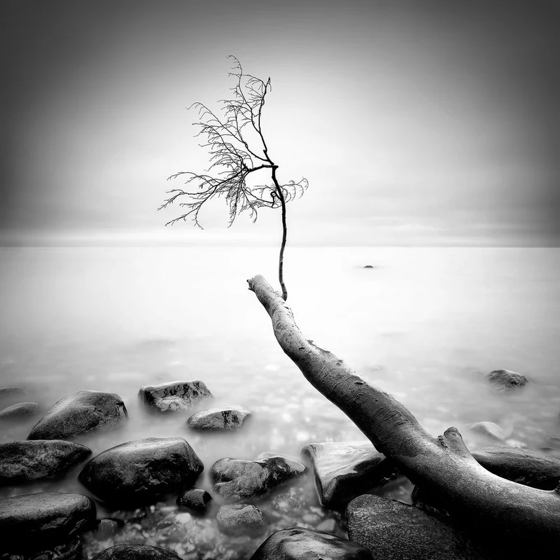 Bare Tree Serenity
