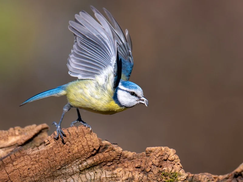 Blue Tit in Flight
