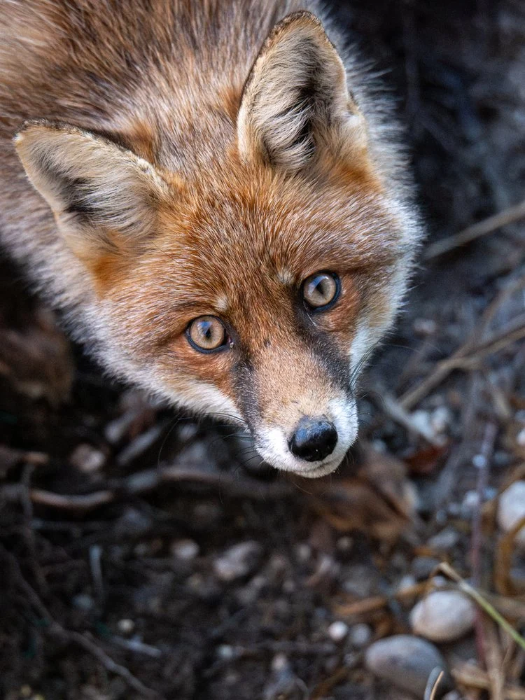 Curious Red Fox