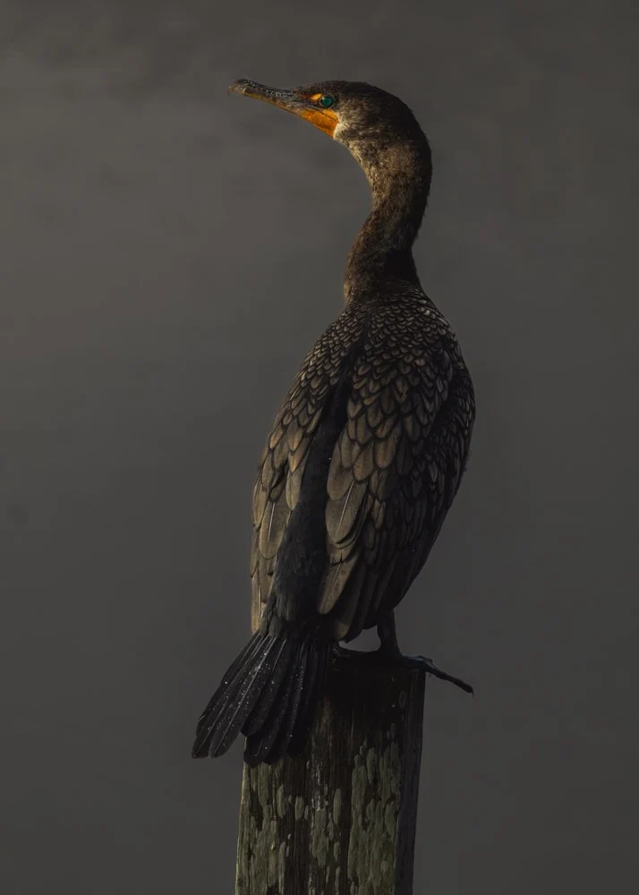 Elegant Cormorant Perched