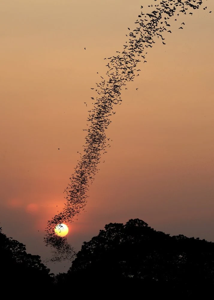 Sunset Bat Swarm