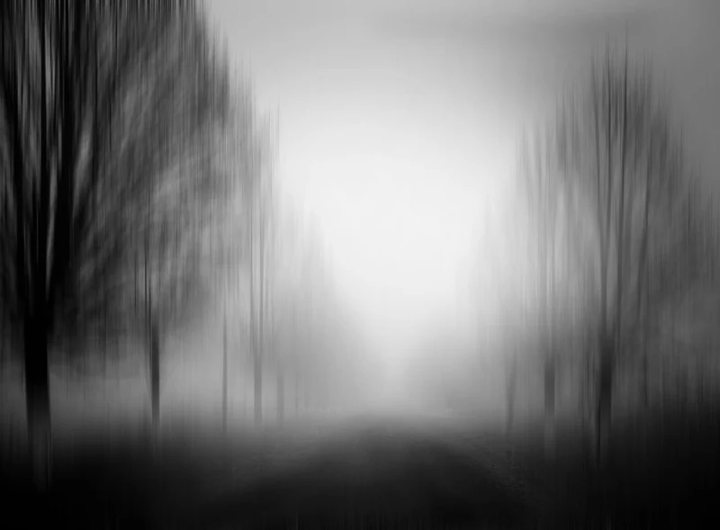 Misty Forest Path