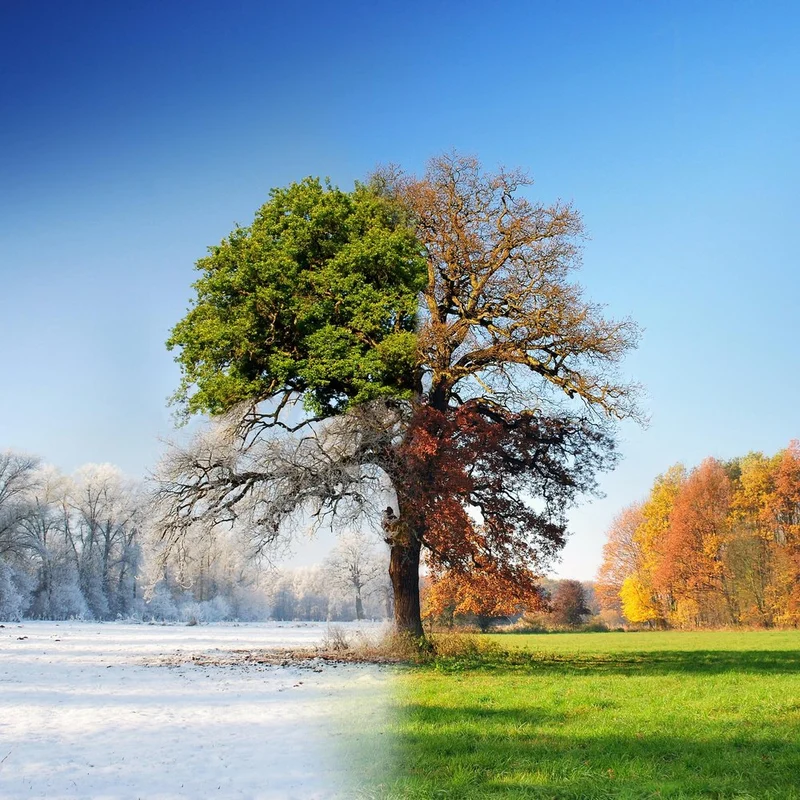 Four Seasons Tree