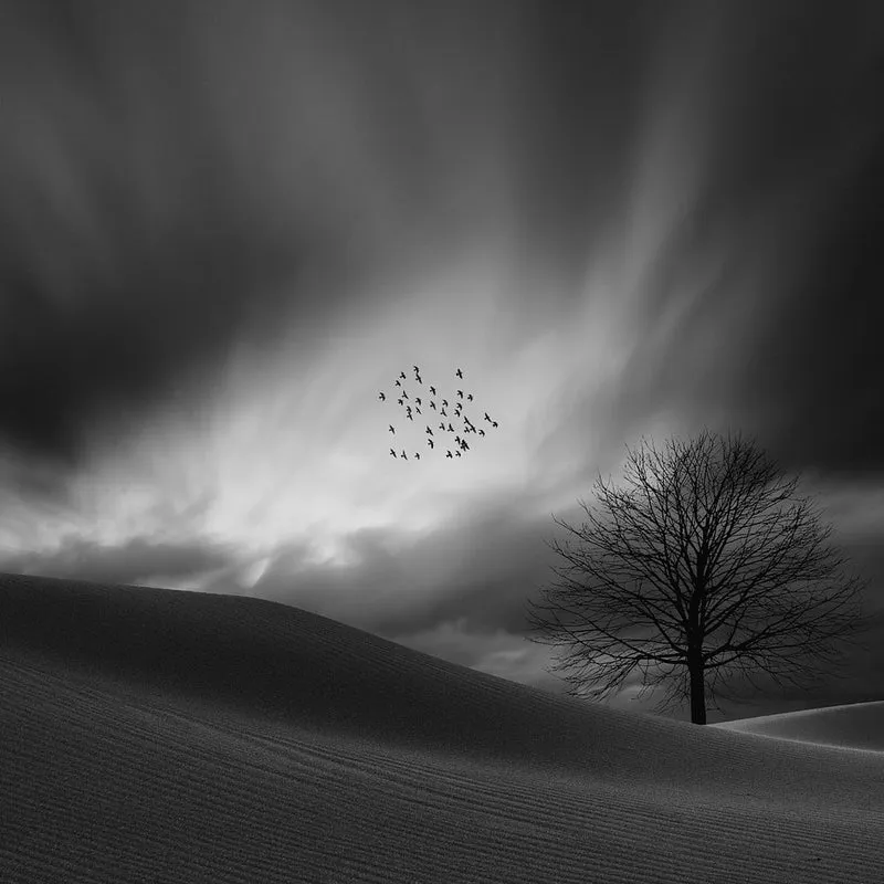 Winter Tree Birds Heart