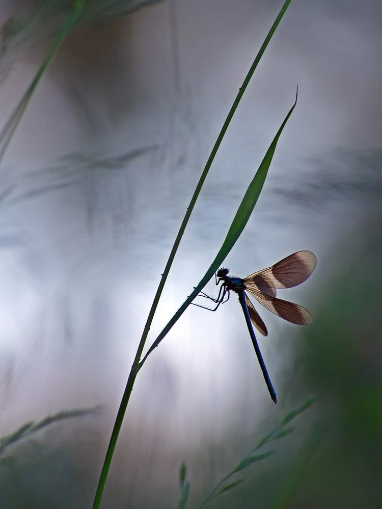 Damselfly Silhouette