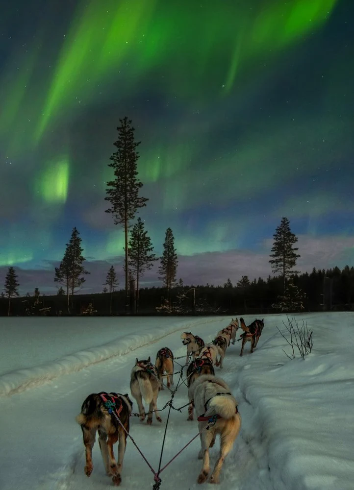Northern Lights Husky Sled