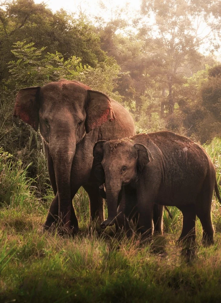 Misty Jungle Elephants