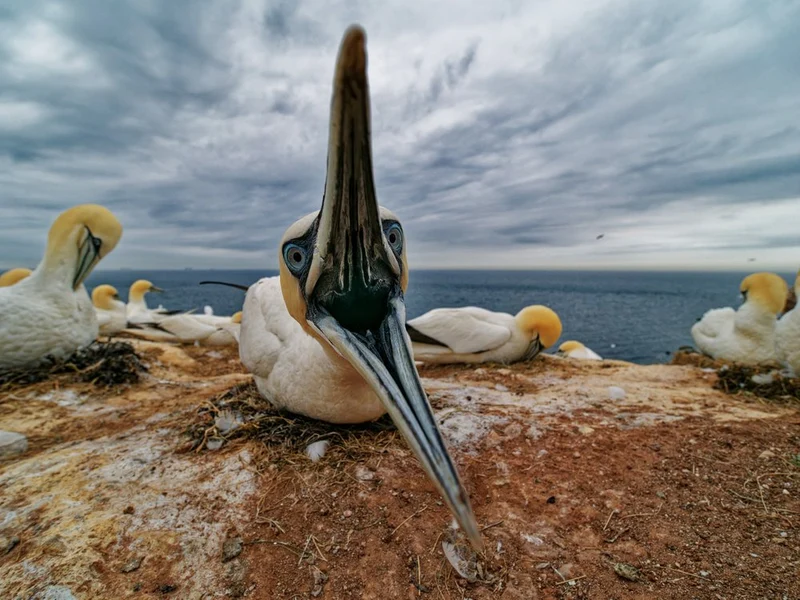 Gannet Gaze